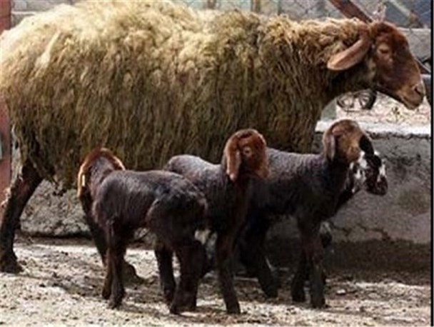 تحولی عظیم در تولید دام سبک زنجان با اجرای طرح اقتصاد مقاومتی چندقلوزایی/واگذاری سالانه 18 هزار قوچ و میش اصلاح نژاد از زنجان