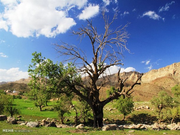 دار بُنگ؛ مویه بلوط است در سوگ زاگرس