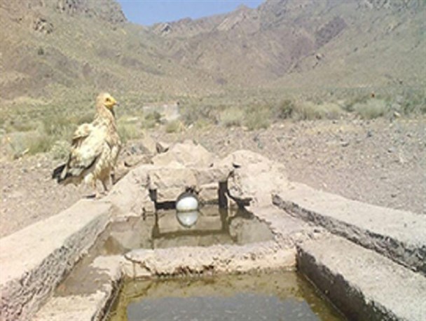 ثبت تصویر کرکس مصری در پارک ملی بختگان