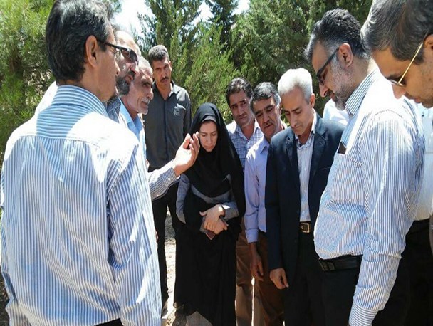نی ریز تامین کننده  پیوندک، قلمه و نهال مورد نیاز باغداران استان فارس و کشور می شود
