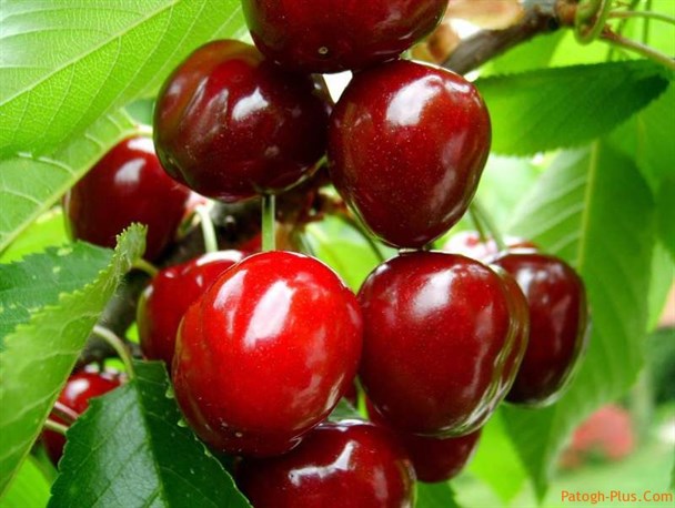 آغاز برداشت گیلاس در چهارمحال و بختیاری