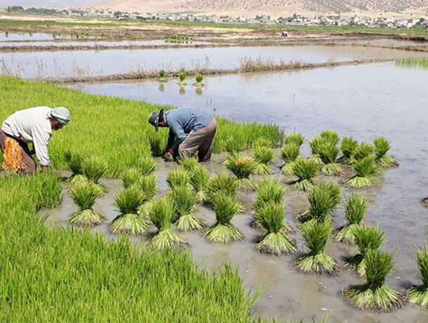 عملیات نشاء کاری در شالیزار های شهرستان لردگان آغاز شد+ تصاویر
