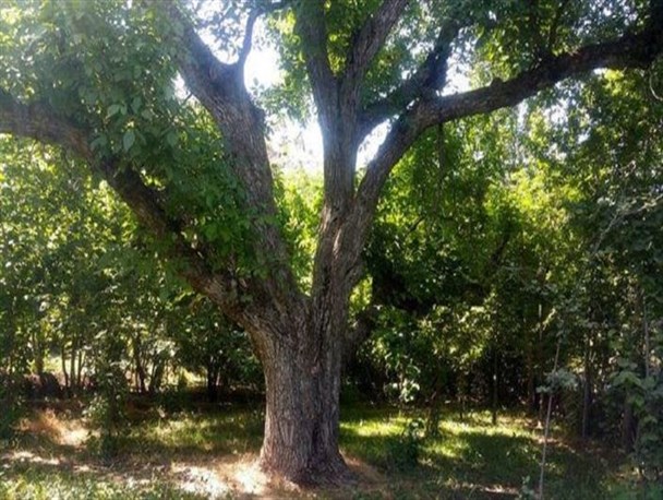 درختان کهنسال قزوین در فهرست میراث ملی طبیعی ثبت شد