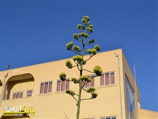 «گیاه قرن» بعد از 30 سال در شهربابک به گل نشست +تصاویر