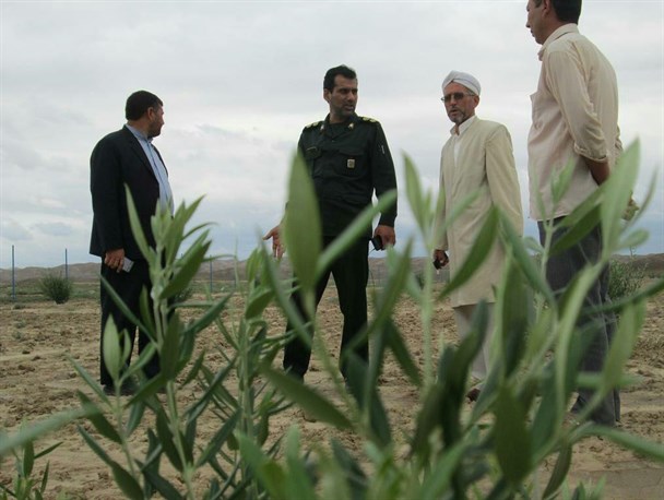 زیتون، محور اقتصاد مقاومتی در روستایی در شرق گلستان