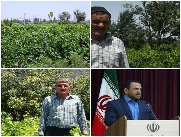 عدم اعتماد باغداران ملکانی به صندوق بیمه کشاورزی/از سال آینده زمین هایمان را بیمه نمی کنیم