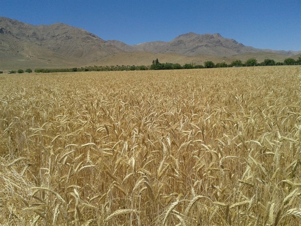 برداشت تر یتیکاله به جای جو و گندم در بوانات
