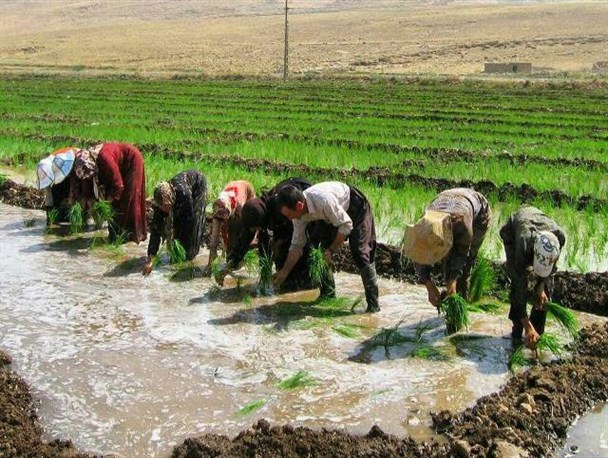 65 هکتار از زمینهای کشاورزی گیلانغرب زیر کشت برنج+ تصاویر