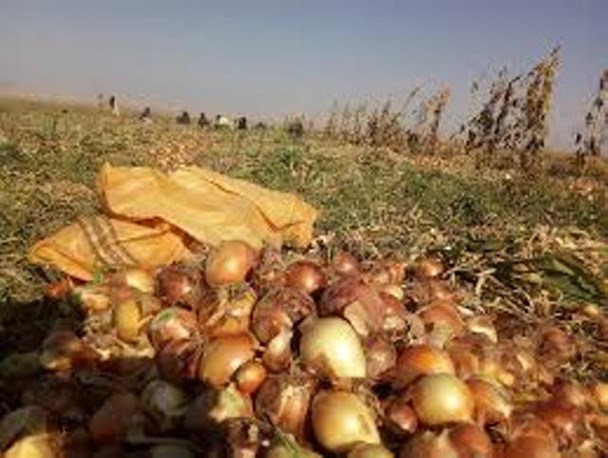 آغاز برداشت پیاز از ۴۵۸ هکتار از مزارع چهارمحال و بختیاری