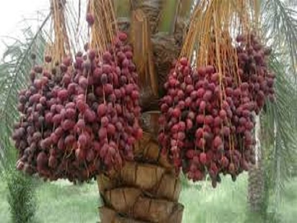 کاهش ۲۰ درصدی برداشت خرما در سال جاری/ریزش خرما تحت پوشش بیمه قرار نمی‌گیرد