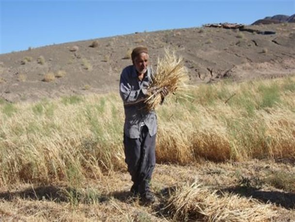 وقتی گروه جهادی مانع ازبین رفتن محصول پیرمرد روستایی می شوند+تصاویر