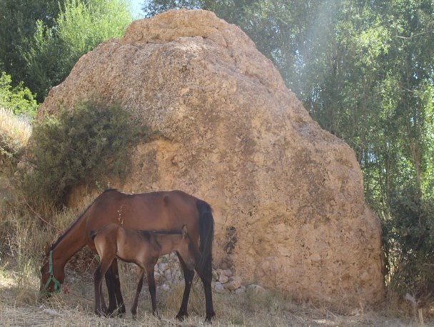 طبیعت زیبای روستای شاهکوه + تصاویر