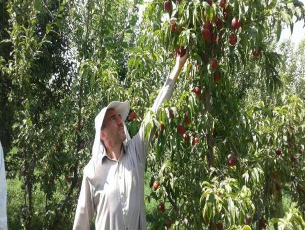 برداشت میوه از باغات و مزارع شهر چهاربرج میاندوآب/ تصاویر