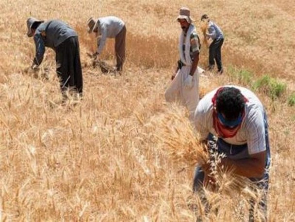 رکورد تولیدگندم شکست، قُلک دولت نشکست