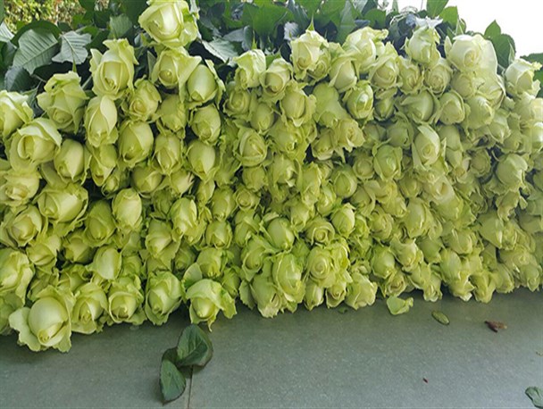 سالانه 700 هزار شاخه گل رز تولید می کنم/ کیفیت گل تولیدی یزد در صدر استان ها است