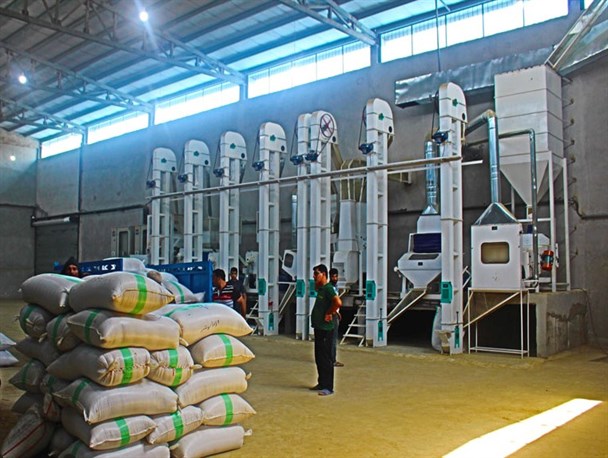تبدیل شلتوک به برنج سفید در کارخانه‌های شالیکوبی گلوگاه+تصاویر