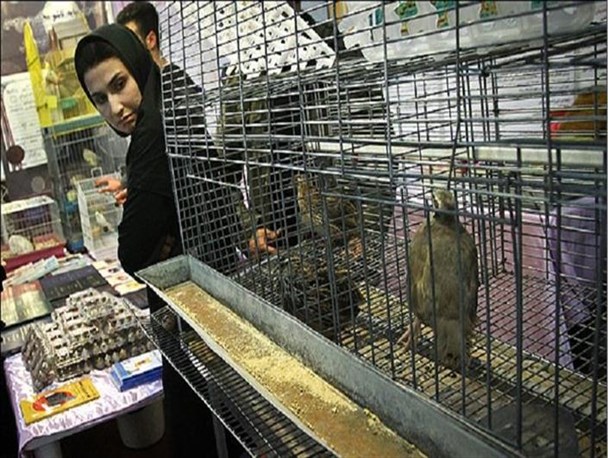 یازدهمین نمایشگاه تخصصی دام و طیور برگزار می‌شود