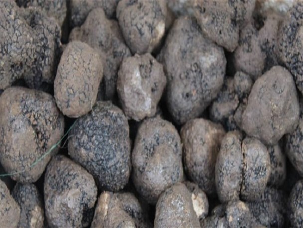 کشف محموله ۹۰ میلیون یورویی قاچاق قارچ سیاه به مقصد اروپا