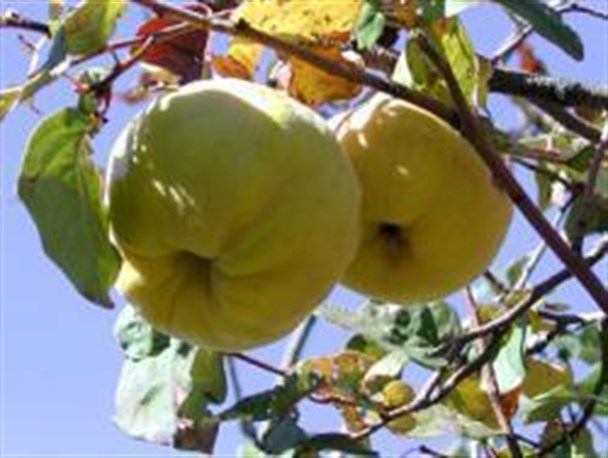 "به" به بازار آمد/صادرات استراتژیک ترین میوه شهر گیوی با برند کیفیت به 4 استان