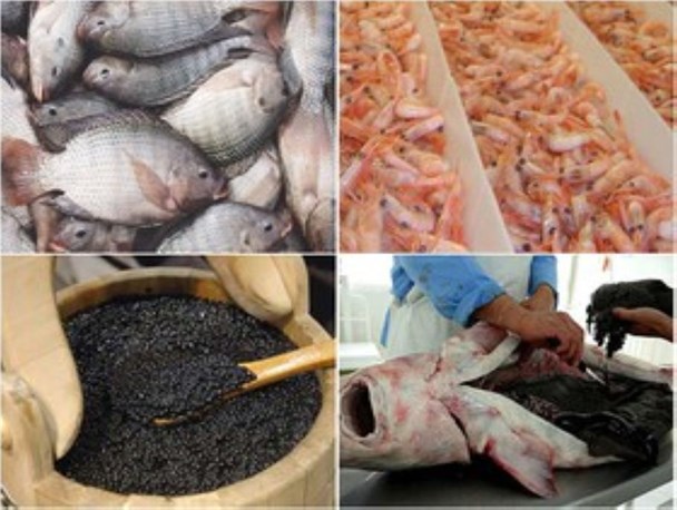 راهکارهای اقتصاد مقاومتی در صنعت پرورش و فرآوری آبزیان و تولید کنسرو/کنارک پتانسیل تبدیل شدن به بورس تن ماهی کشور را دارد