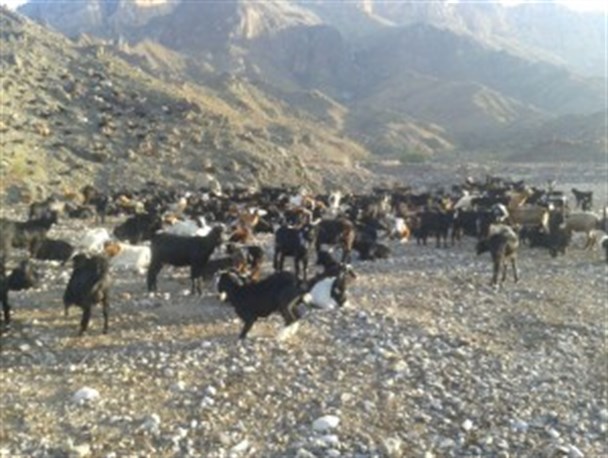 ” آبله ” گوسفندی بلای جان اقتصاد مردم روستاهای بشاگرد