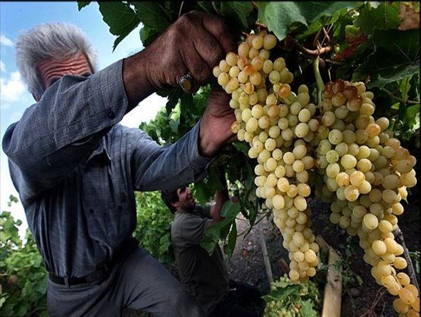 آغاز برداشت انگور شاهی دراقلید