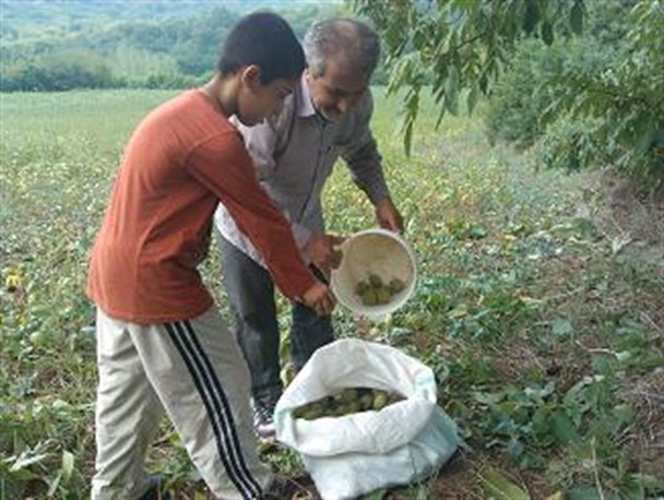 آغاز فصل برداشت محصولات درختی (گردو و انار) در روستاهای کردکوی+عکس