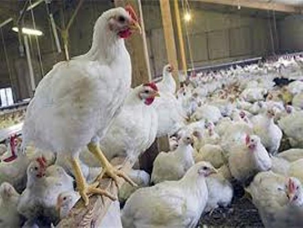 سه ماه حبس برای متهم حمل غیر مجاز مرغ زنده در قاین