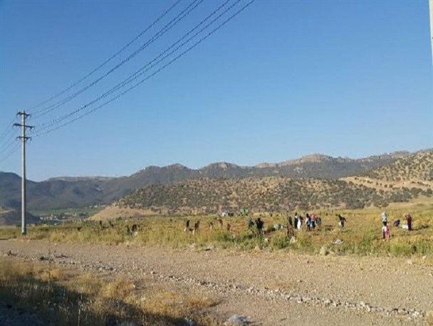 آغاز فصل برداشت لوبیا در بویراحمد/ جمع آوری دانه های لوبیا توسط زنان +تصاویر