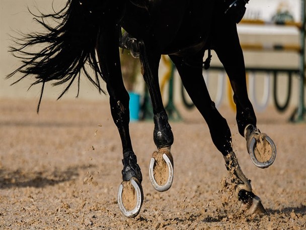 کمانگیری روی اسب قهرمانی جهان| برترین ها مشخص شدند/ رفیعی قهرمان قهرمانان شد