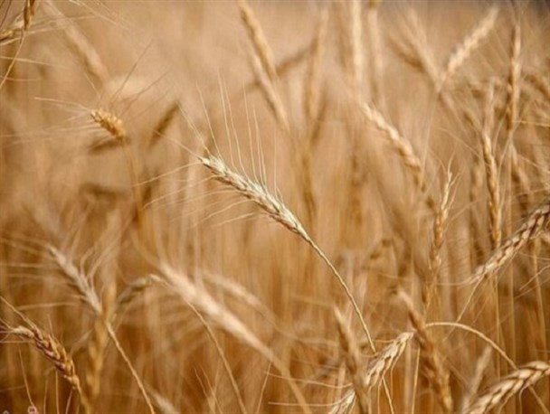 میزان مصرف سالانه گندم در کرمانشاه بیش از ۲۴۵ هزار تن است