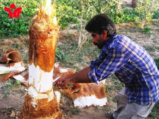 قتل عام نخیلات هرمزگان توسط مافیای خیابانی