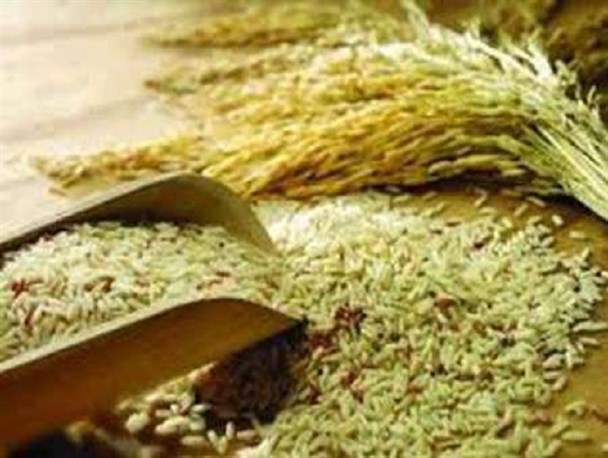 آغاز برداشت برنج از سطح شالیزارهای شوشتر