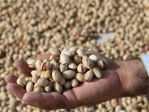 باقی مانده سم در پسته صفر شد/ باغدار خلیل آبادی رکورد قیمتی را شکست