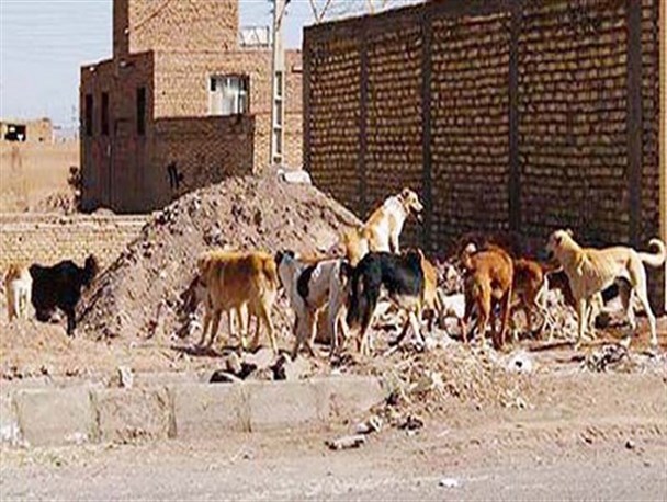 معضل بزرگ سگ های ولگرد در گندمان بروجن / رئیس اداره محیط زیست بروجن: کمپ نگهداری سگ ها منتظر تکنسین دامپزشکی است