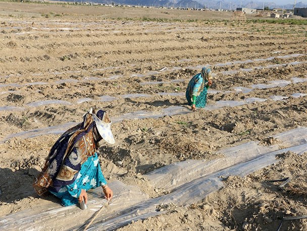 آغاز کشت هندوانه پائیزه در 2500هکتار از زمین‌های توکهور و هشتبندی