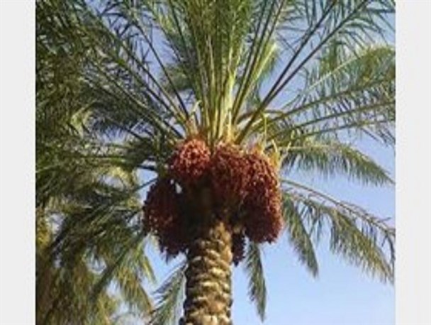 صادرات؛ روحی تازه در کالبد خرمای بوشهر