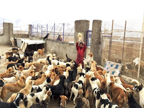 احداث پناهگاه حیوانات بی‌صاحب در بابلسر