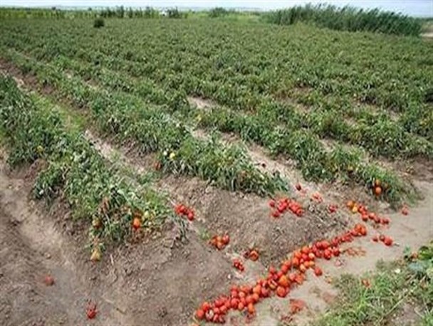 فقدان الگوی کشت و هدر رفت هزار تن محصول کشاورزی در کهگیلویه‌وبویراحمد