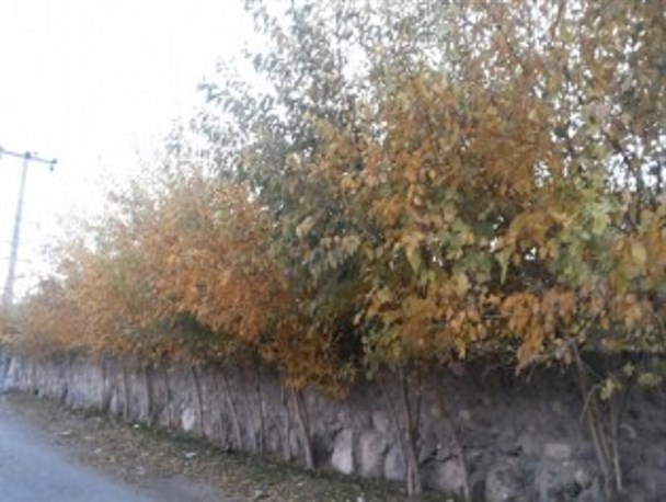 گزارش تصویری/ یک روز پاییزی در تمین
