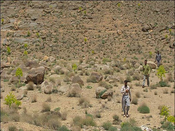 احیای ۲۰۰ هکتار از مراتع کوهبنان با گونه آنغوره