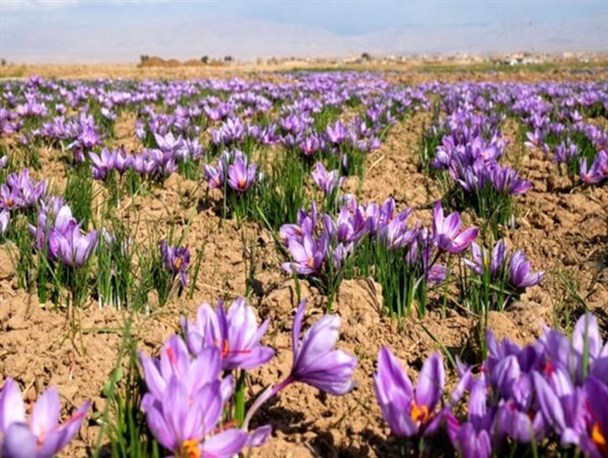 برداشت زعفران در بانه آغاز شد/ پیش بینی برداشت بیش از یک کیلو گرم زعفران از مزارع بانه
