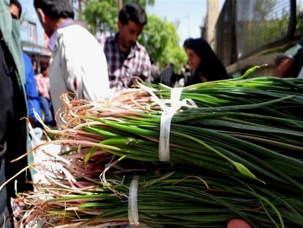 نوشدارویی با طعم تلخ بی توجهی درکهگیلویه و بویراحمد/خطر انقراض، گیاهان دارویی را تهدید می‌کند+تصاویر