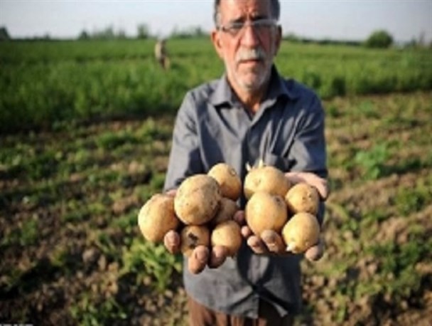 سیب زمینی نقش تعیین کننده ای در اقتصاد اردبیل دارد