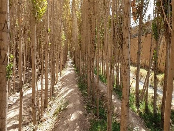 ۳ طرح کلان زراعت چوب معطل تخصیص پساب از سوی شرکت آب و فاضلاب است