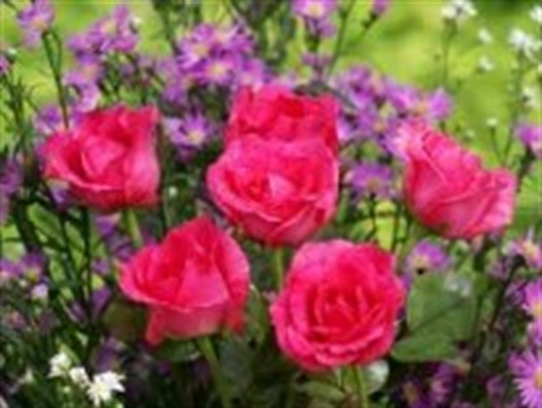 کاشت ۴۰ گونه مختلف گل‌ بهاری در سطح شهر مشهد