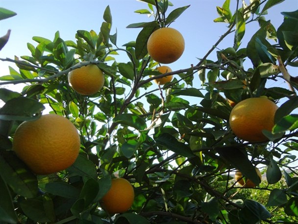 تصاویری زیبا از باغ پرتغال در روستای اسلام آباد بهمئی