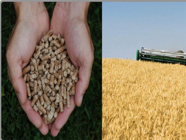 آغاز شناسایی و برخورد با کارگاه های غیرمجاز خوراک دام