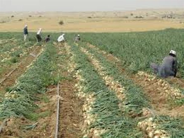 رتبه نخست هرمزگان در تولید پیاز خارج از فصل  / تولید بیش از ۲۶۴هزار تن پیاز در استان