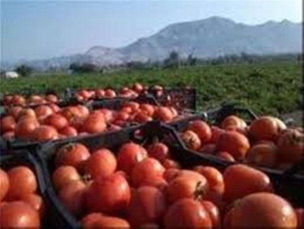 دل گوجه کاران جنوب کرمان خونین تر از رنگ گوجه هایشان/مسئولان،کشاورزان برای شروع کشت نقدینگی ندارند